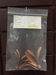 Parashorea stellata