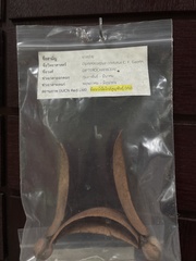 Dipterocarpus costatus