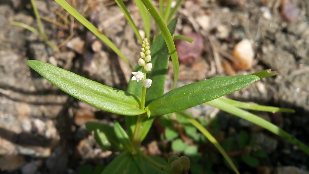 Spigelia polystachya