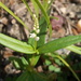 Spigelia polystachya - Photo (c) Junior França, μερικά δικαιώματα διατηρούνται (CC BY), uploaded by Junior França