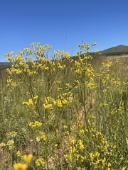 Senecio inornatus