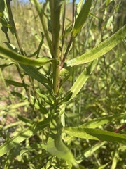 Senecio inornatus