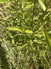 Senecio inornatus
