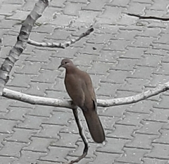Streptopelia senegalensis
