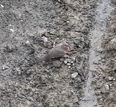 Streptopelia senegalensis