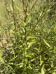 Senecio inornatus