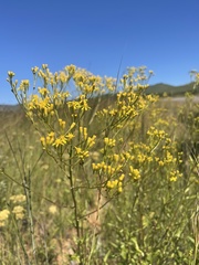 Senecio inornatus