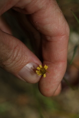 Glossocardia bidens