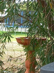 Melithreptus chloropsis