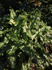 Arum italicum italicum
