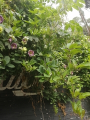 Cobaea scandens