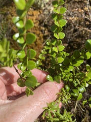 Metrosideros perforata