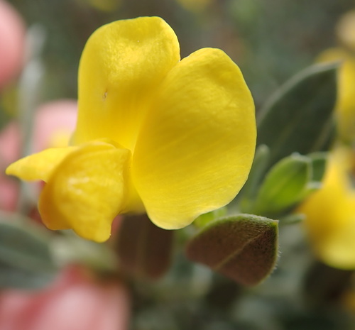 Bokkeveld Silverpea (Xiphotheca canescens)
