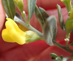 Xiphotheca canescens