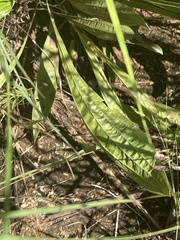 Helichrysum miconiifolium