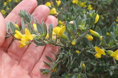 Xiphotheca canescens