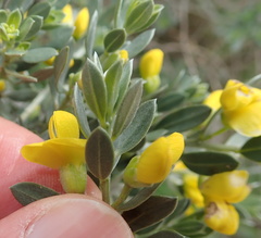 Xiphotheca canescens