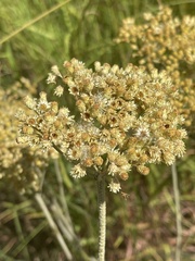 Helichrysum miconiifolium