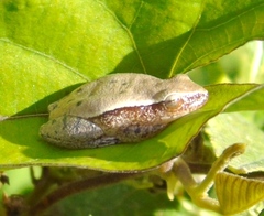Tlalocohyla smithii