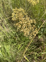 Helichrysum miconiifolium