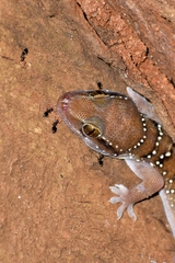 Hemidactylus triedrus