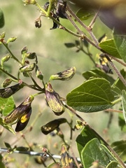 Rhynchosia atropurpurea