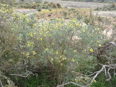 Xiphotheca canescens