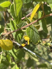 Rhynchosia atropurpurea