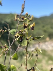 Rhynchosia atropurpurea