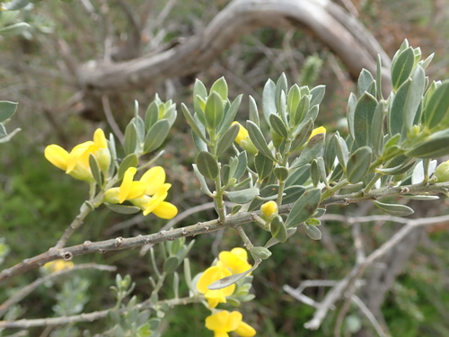 Image of Xiphotheca canescens by no rights reserved