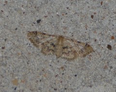 Idaea pervertipennis