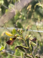 Rhynchosia atropurpurea
