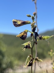 Rhynchosia atropurpurea