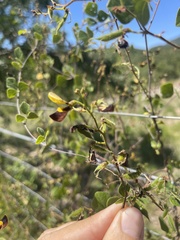 Rhynchosia atropurpurea