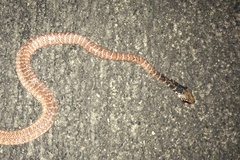 Masticophis flagellum piceus