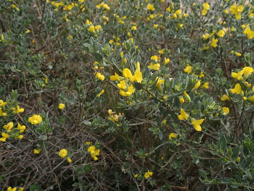 Image of Xiphotheca canescens by no rights reserved
