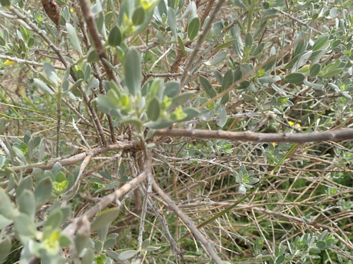 Image of Xiphotheca canescens by no rights reserved