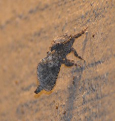 Givira arbeloides