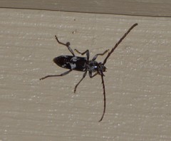 Elaphidion mimeticum