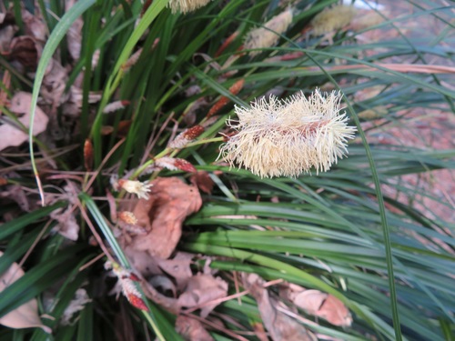 Carex oshimensis, photograph 3