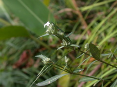 Lepidagathis stenophylla