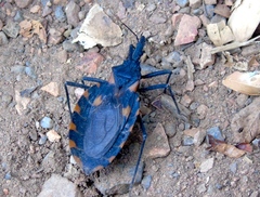 Triatoma longipennis