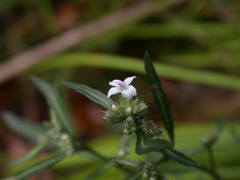 Lepidagathis stenophylla