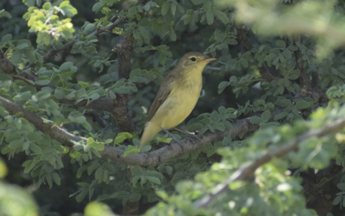 Icterine Warbler