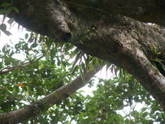 Thrixspermum subulatum