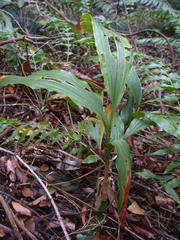 Acanthophippium sylhetense