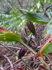 Acanthophippium sylhetense