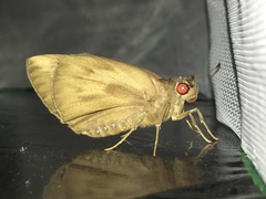 Erionota torus