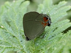 Calycopis cerata