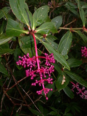 Medinilla formosana